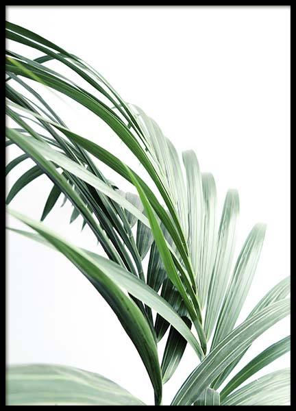 Palm Tree Leaves Close Up Plakat w grupie Plakaty / Fotografia w Desenio AB (10244)