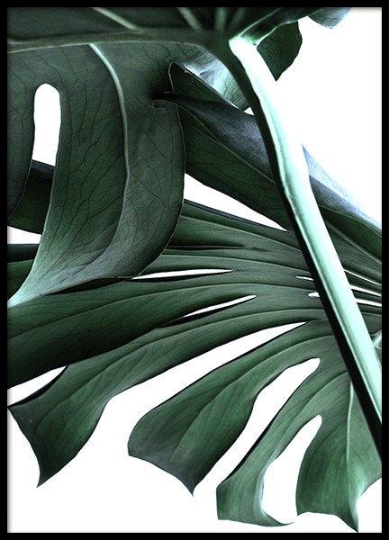 Big Monstera No.2 Plakat w grupie Plakaty / Fotografia w Desenio AB (10737)