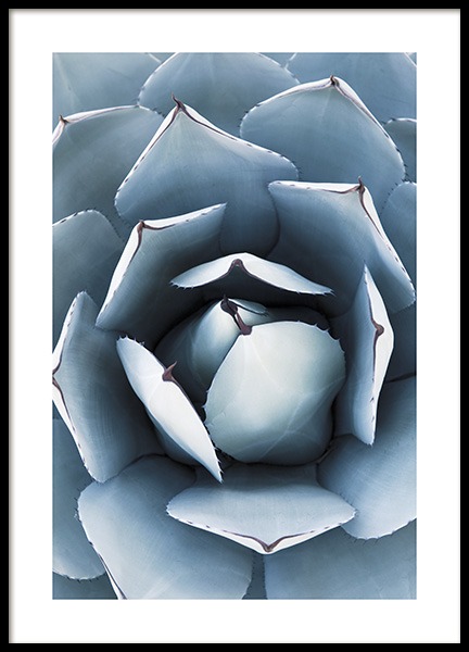 Blue Agave No1 Plakat w grupie Plakaty / Fotografia w Desenio AB (10829)