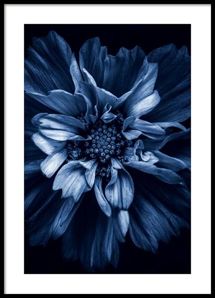 Blue Anemone Plakat w grupie Plakaty / Fotografia w Desenio AB (11663)