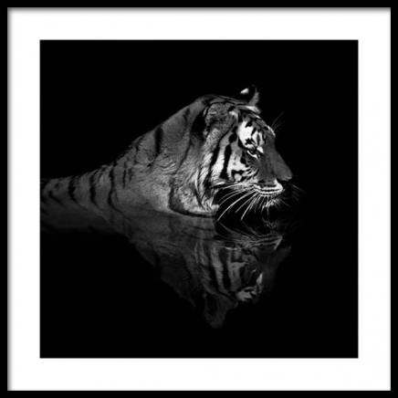 Tiger in Water Plakat w grupie Plakaty / Fotografia w Desenio AB (11688)