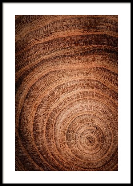 Growth Rings Plakat w grupie Plakaty / Natura i krajobrazy w Desenio AB (11873)
