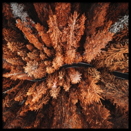 Autumn Colors Plakat w grupie Plakaty / Natura i krajobrazy w Desenio AB (11875)