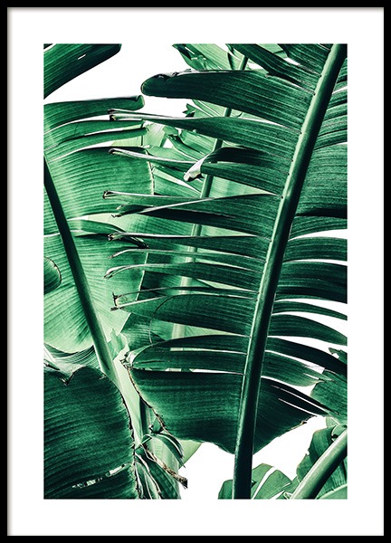 Banana Palm Leaves No1 Plakat w grupie Plakaty / Fotografia w Desenio AB (12052)
