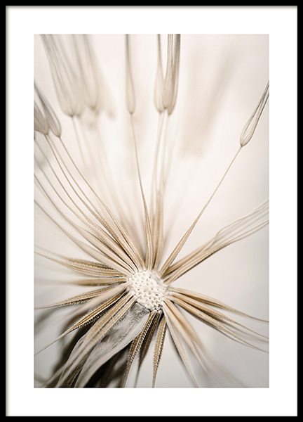 Beige Dandelion Plakat w grupie Plakaty / Fotografia w Desenio AB (14905)