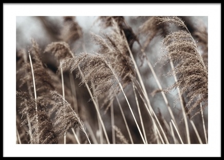 Dried Field Plakat w grupie Plakaty / Fotografia w Desenio AB (14906)