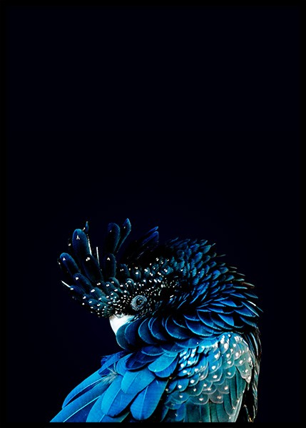 Blue Cockatoo Plakat w grupie Plakaty / Fotografia w Desenio AB (2730)