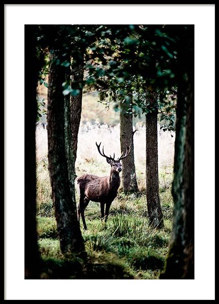Stag In Forest Plakat w grupie Plakaty / Natura i krajobrazy w Desenio AB (2743)