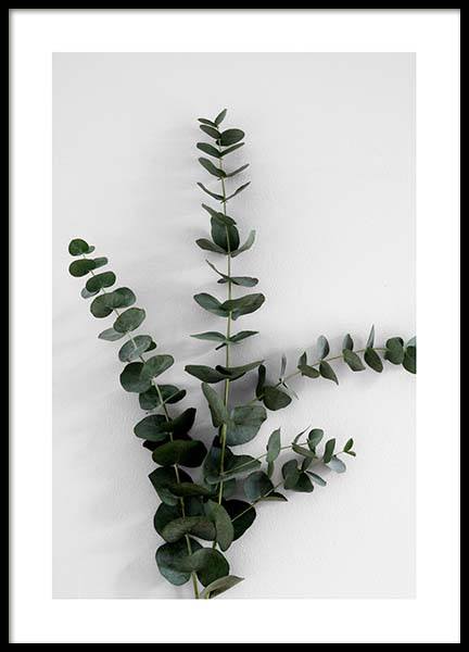 Eucalyptus Branch Three Plakat w grupie Plakaty / Fotografia w Desenio AB (3394)