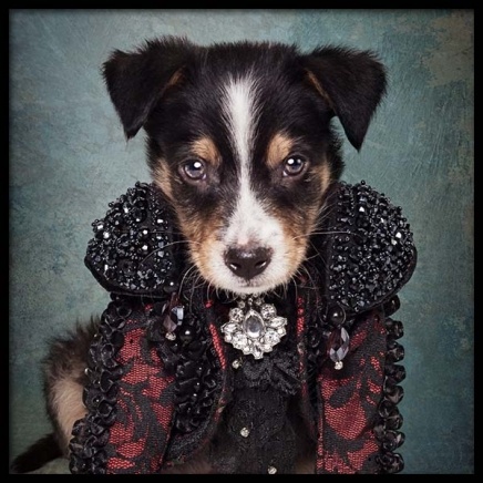 Puppy Portrait 2 Plakat w grupie Plakaty / Plakaty dla dzieci w Desenio AB (3726)