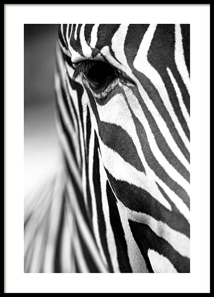 Zebra Close Up Plakat w grupie Plakaty / Czarno-białe w Desenio AB (3855)