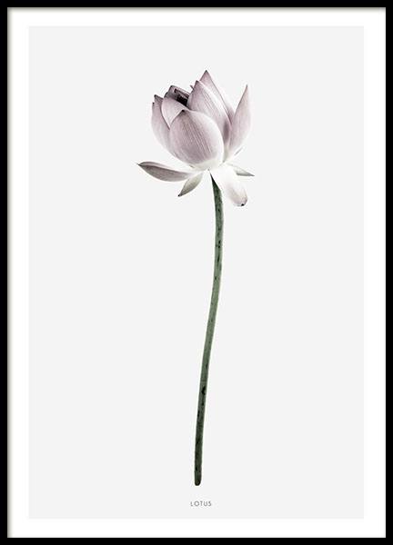 Lotus, Plakat w grupie Plakaty / Botanika / Kwiaty w Desenio AB (7910)