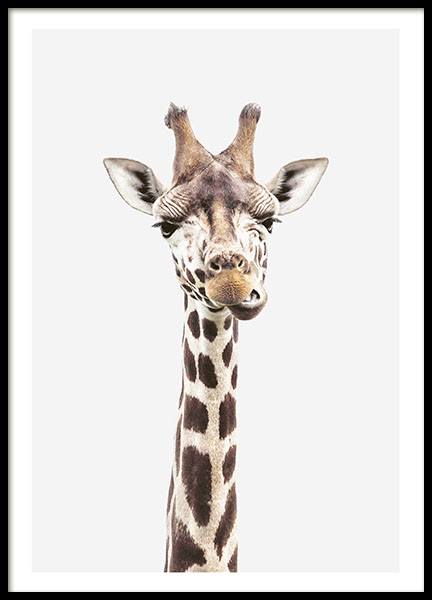 Baby Giraffe, Plakat w grupie Plakaty / Zwierzęta / Dzikie zwierzęta / Żyrafy w Desenio AB (8358)