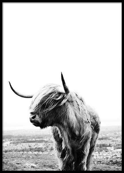 Highland Cow Plakat w grupie Plakaty / Fotografia w Desenio AB (8825)