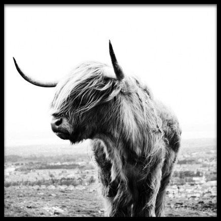 Highland Cow B&W Plakat w grupie Plakaty / Zwierzęta w Desenio AB (8826)