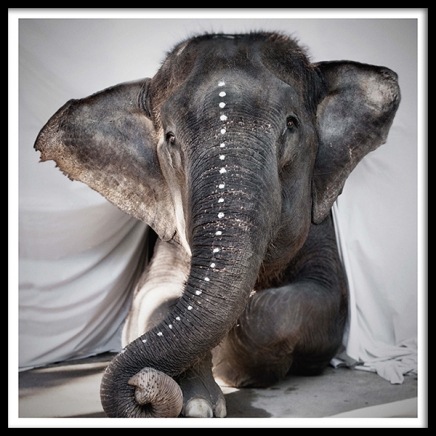 Love Warriors Adele Plakat w grupie Plakaty / Fotografia w Desenio AB (Pre5631)