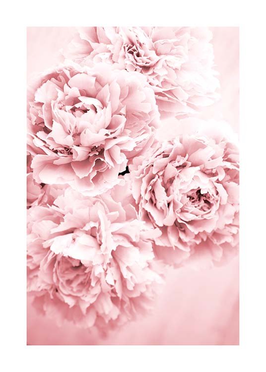 Pink Dream Plakat / Fotografia w Desenio AB (10054)