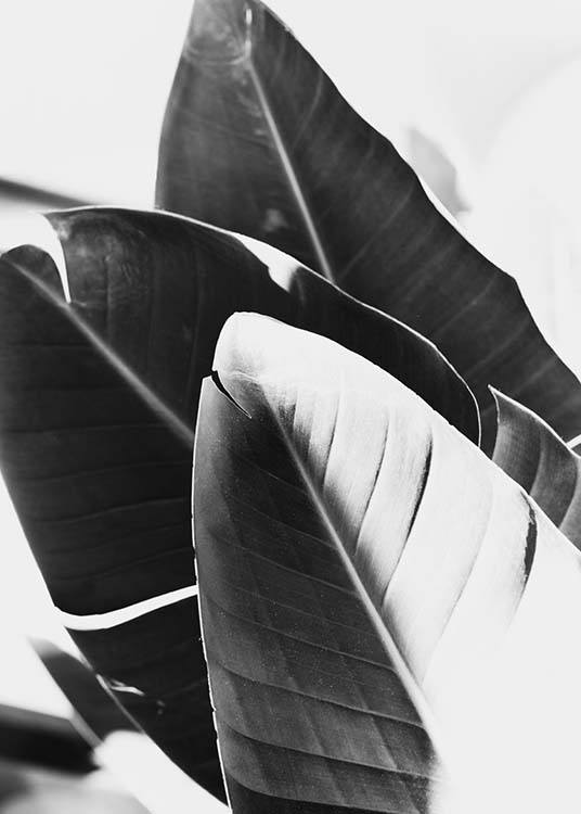 B&W Banana Leaves No1 Plakat