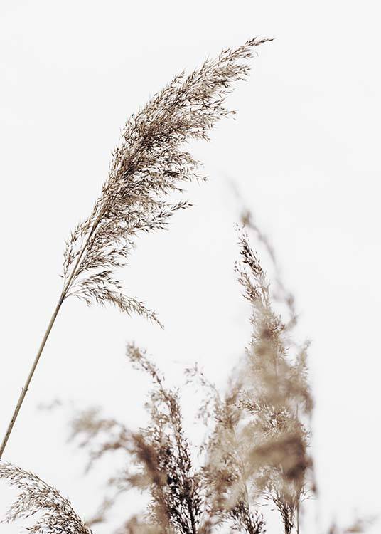  – Zdjęcie beżowej, suchej trawy z szarym niebem w tle