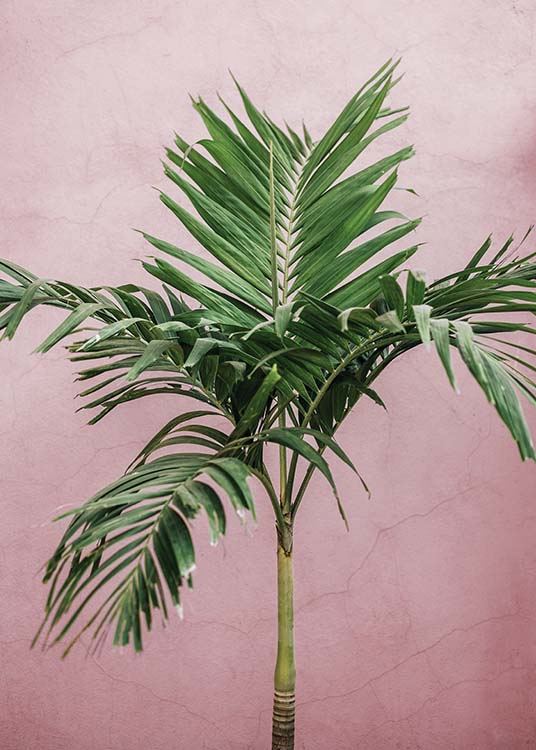 Palm On Pink Plakat