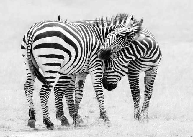 Zebra Love Plakat / Czarno-białe w Desenio AB (10398)