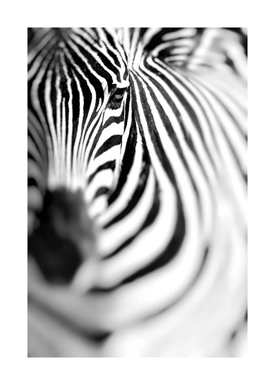 Zebra Portrait Plakat / Czarno-białe w Desenio AB (10400)