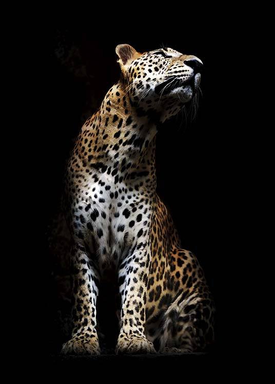Leopard In Light Plakat / Fotografia w Desenio AB (10404)