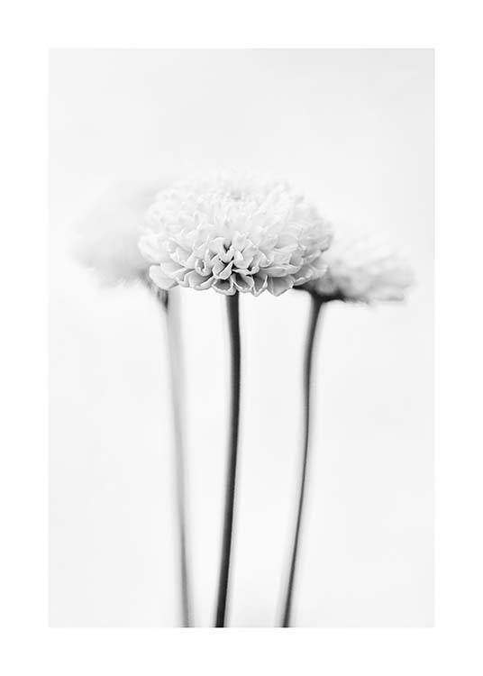 White Chrysanthemums Plakat / Czarno-białe w Desenio AB (10421)