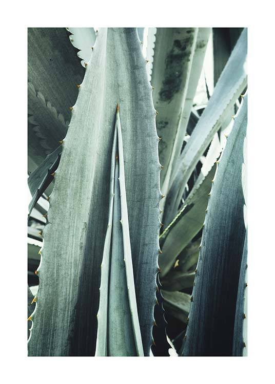 Agave Close Up Plakat