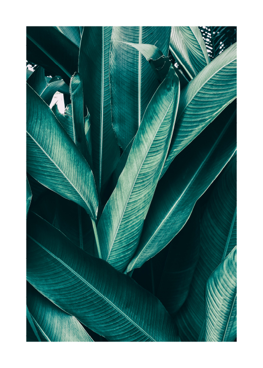 Tropical Leaves No1 Plakat / Fotografia w Desenio AB (10439)