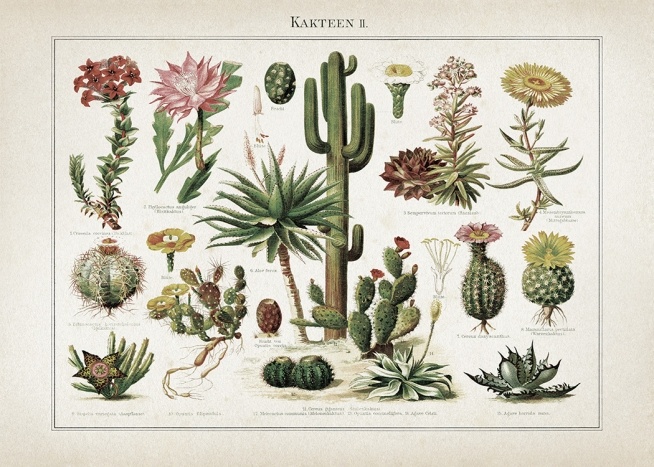 Vintage Print Collection No6 Plakat