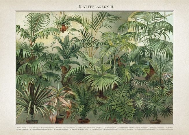 Vintage Print Collection No8 Plakat