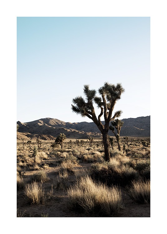 Joshua Tree National Park Plakat