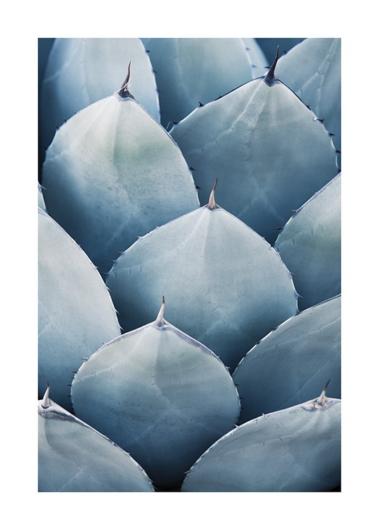 Blue Agave No3 Plakat