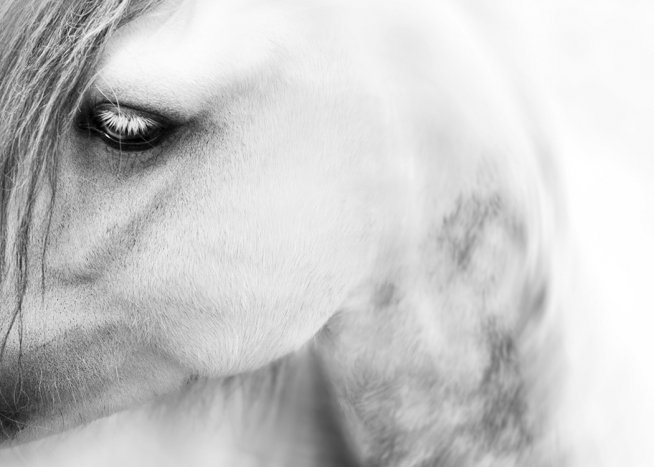 Horse Close up Plakat / Czarno-białe w Desenio AB (10875)