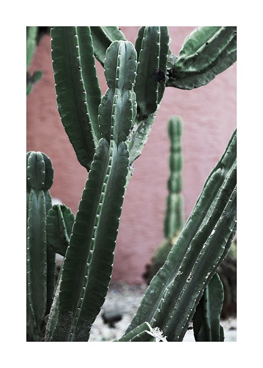 Pink and Green Cactus Plakat