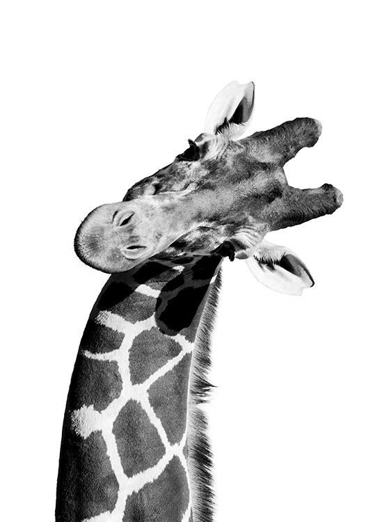 Giraffe Portrait Plakat