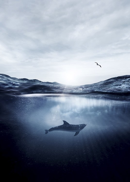 Dolphin Underwater Plakat / Natura i krajobrazy w Desenio AB (11049)