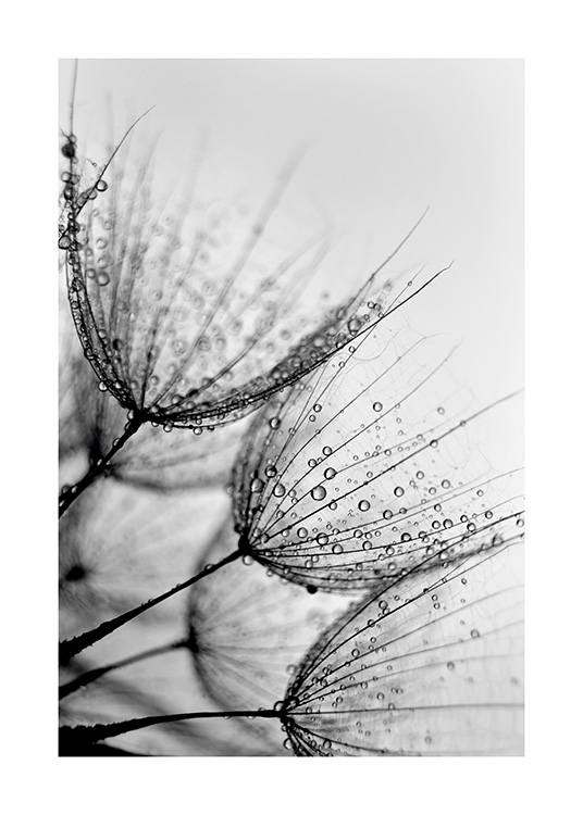 Dandelion Drops Plakat