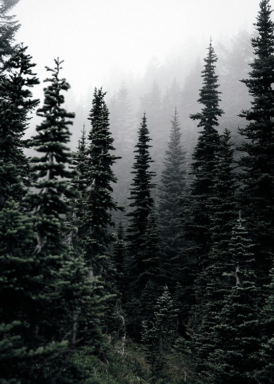 Foggy Woods Plakat / Natura i krajobrazy w Desenio AB (11254)
