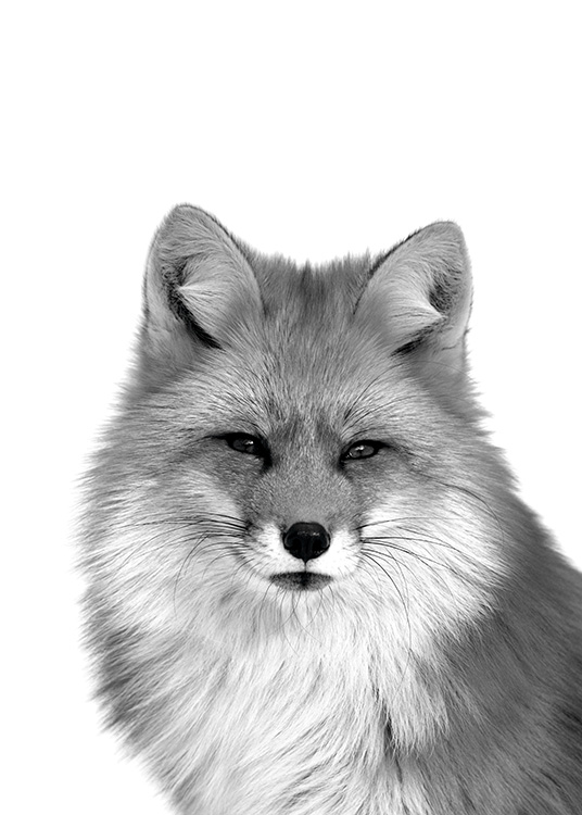 Fox B&W Plakat