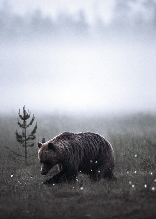 Meadow Bear Plakat / Zwierzęta w Desenio AB (11422)