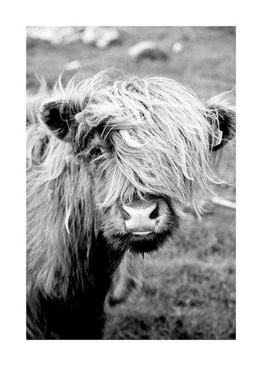 Portrait of Highland Cattle Plakat / Zwierzęta w Desenio AB (11485)