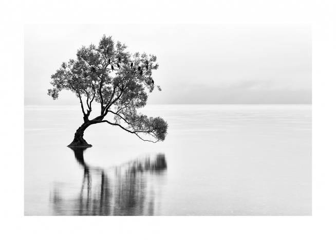 Lonely Wanaka Tree Plakat