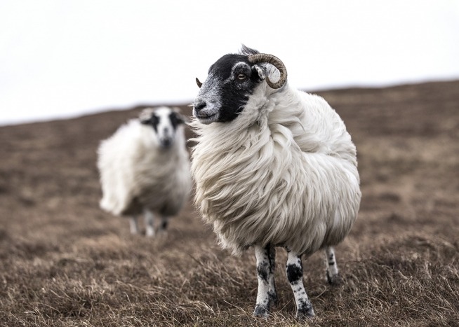 – Zdjęcie owiec na polu w beżowych kolorach