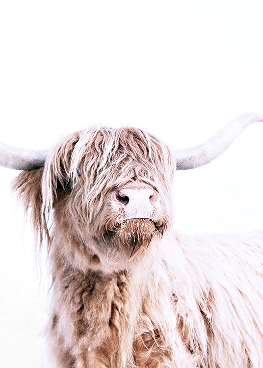 Highland Cattle Portrait Plakat / Zwierzęta w Desenio AB (11550)