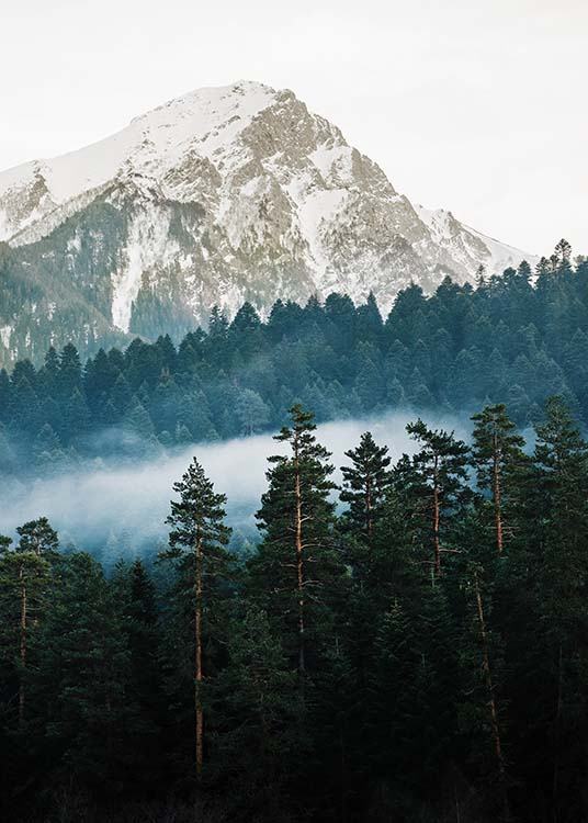–Zdjęcie lasu na tle góry.