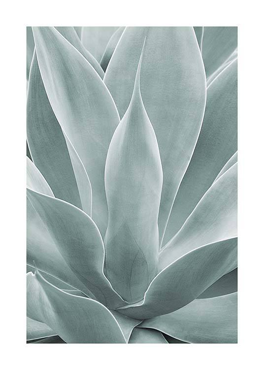 Agave Leaves No1 Plakat