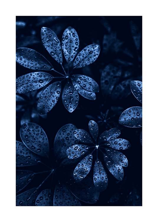 Raindrops on Leaves Plakat / Fotografia w Desenio AB (11664)