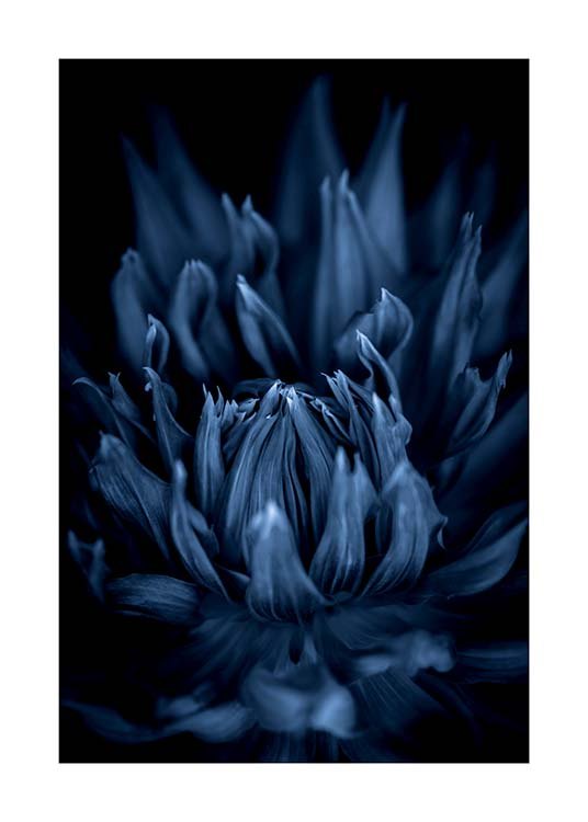 Blue Dahlia Plakat / Fotografia w Desenio AB (11666)